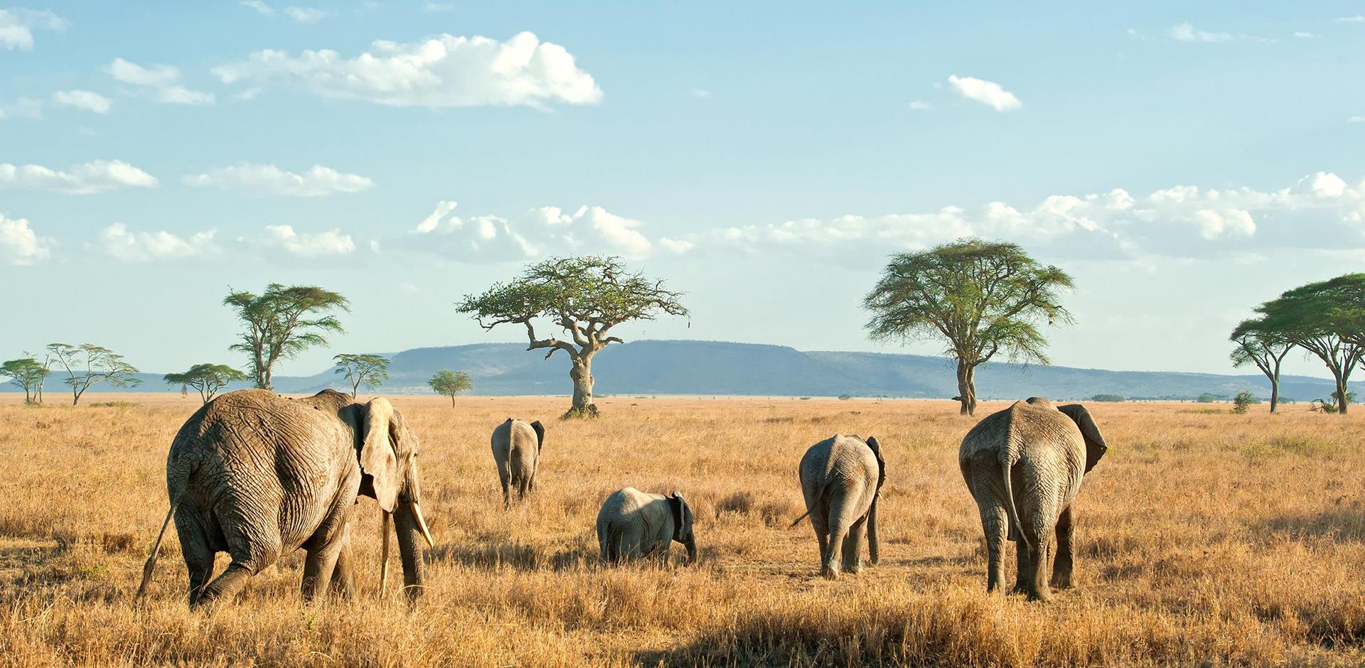Featured image for “An Unforgettable Africa Safari 2026 (#2)”